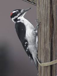 Hairy Woodpecker